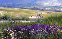イスラエルヨルダン渓谷の花々
