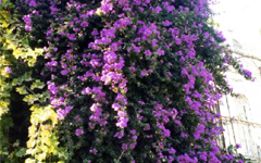 イスラエルブーゲンビリア (聖地の花)